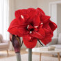 Amaryllis 'double king' - zornica 30/32 - Amaryllis 'Double King' 
