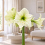 Amaryllis 'luna' - zornica 30/32 - Amaryllis 'Luna' 