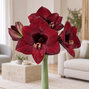 Amaryllis 'mandela' - zornica 30/32 - Amaryllis 'Mandela'