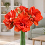 Amaryllis 'nyora' - zornica 30/32 - Amaryllis 'Nyora'