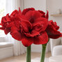 Amaryllis 'red symphony' - zornica 34/36 - Amaryllis 'Red Symphony' 