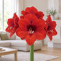 Amaryllis 'red victory' - zornica 30/32 - Amaryllis 'Red Victory' 