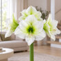 Amaryllis 'siberia' - zornica 30/32 - Amaryllis 'Siberia'