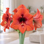 Amaryllis 'souvereign' - zornica 30/32 - Amaryllis 'Souvereign' 