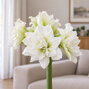 Amaryllis 'white symphony' - zornica 30/32 - Amaryllis 'White Symphony'