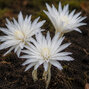 Colchicum 'alboplenum' - jesienka 1ks v balení - Colchicum 'Alboplenum' 