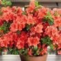 Azalea 'geisha orange' - azalka stálozelená k2l - Azalea 'Geisha Orange' - azalka stálozelená K2L. 1