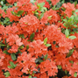Azalea 'geisha orange' - azalka stálozelená k2l - Azalea 'Geisha Orange' - azalka stálozelená K2L 2