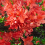 Azalea 'hotspur red' - azalka opadavá k2l - Azalea 'Hotspur Red' - azalka opadavá K2L 1