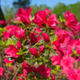 Azalea 'moederkensdag' - azalka stálozelená k2l - Azalea 'Moederkensdag' - azalka stálozelená K2L 2