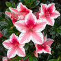 Azalea 'mrs gerard' - azalka k1l - Azalea 'Mrs Gerard'