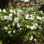 Azalea 'pleasant white' - azalka stálozelená k2l - Azalea 'Pleasant White'