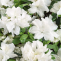 Azalea 'pleasant white' - azalka stálozelená k2l - Azalea 'Pleasant White' - azalka stálozelená K2L 1