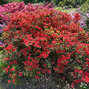 Azalea 'red' - azalka k1l - Azalea 'Red'