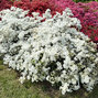 Azalea 'white' - azalka k1l - Azalea 'White'