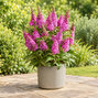 Buddleja 'butterfly cerise' - budleja - Buddleja 'Butterfly Cerise' 