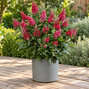 Buddleja 'butterfly ruby' - budleja - Buddleja 'Butterfly Ruby' 