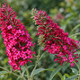 Buddleja 'prince charming' - budleja - Buddleja 'Prince Charming' 
