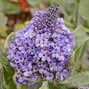 Buddleja 'rockstars blue' - budleja - Buddleja 'Rockstars Blue' - budleja 1