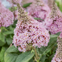 Buddleja 'rockstars pink' - budleja - Buddleja 'Rockstars Pink' - budleja 1