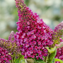 Buddleja 'rockstars red' - budleja - Buddleja 'Rockstars Red' - budleja 1