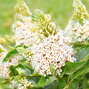 Buddleja 'rockstars white' - budleja - Buddleja 'Rockstars White' - budleja 2