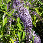 Buddleja 'wisteria lane' - budleja - 2222518 Buddleja 'Wisteria Lane' 01