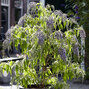 Buddleja 'wisteria lane' - budleja - 2222518 Buddleja 'Wisteria Lane' 02