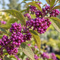 Callicarpa 'pearl glam' - krásnoplod - Callicarpa 'Pearl Glam' 