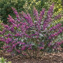 Callicarpa 'pearl glam' - krásnoplod - Callicarpa 'Pearl Glam'  1