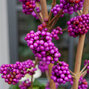 Callicarpa 'profusion' - krásnoplod k1l - 4251539 Callicarpa 'Profusion' 04