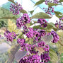 Callicarpa 'profusion' - krásnoplod k1l - 5251539 Callicarpa 'Profusion' 04
