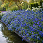Caryopteris 'blauer spatz' - bradavec - Caryopteris 'Blauer Spatz' 
