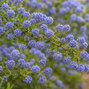 Ceanothus 'blue diamond' - ceanot k2l - Ceanothus 'Blue Diamond'