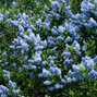 Ceanothus 'victoria' - ceanot k2l - Ceanothus 'Victoria' - ceanot 2