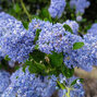 Ceanothus 'victoria' - ceanot k2l - Ceanothus 'Victoria' - ceanot K2L