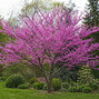 Cercis canadensis - judášovec k1l - Cercis canadensis 