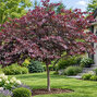 Cercis 'merlot' - judášovec k4l - Cercis 'Merlot'