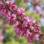 Cercis 'merlot' - judášovec k4l - Cercis 'Merlot' 1