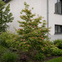 Cornus 'soleil rouge' - drieň k1l - Cornus 'Soleil Rouge' habitus