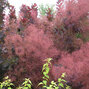 Cotinus 'royal purple' - škumpa k1l - 6252699 Cotinus 'Royal Purple' 01