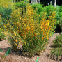 Cytisus 'firefly' - zanoväť k1l - Cytisus 'Firefly' 3