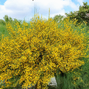 Cytisus 'vanesse' - zanoväť k1l - Cytisus 'Vanesse' 3
