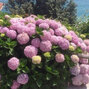 Hydrangea 'candybelle bubblegum' - hortenzia - 82402024 Hydrangea arborescens 'Candybelle Bubblegum' 01