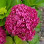 Hydrangea 'candybelle winegum' - hortenzia - Hydrangea 'Candybelle Winegum' - hortenzia 1