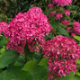 Hydrangea 'candybelle winegum' - hortenzia - Hydrangea 'Candybelle Winegum' 