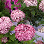 Hydrangea 'candybelle winegum' - hortenzia - Hydrangea 'Candybelle Winegum' 1 