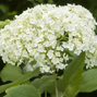 Hydrangea 'flowerwow' - hortenzia - Hydrangea 'FlowerWOW' - hortenzia 1
