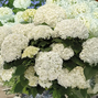 Hydrangea 'flowerwow' - hortenzia - Hydrangea 'FlowerWOW' - hortenzia 3