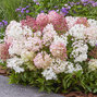 Hydrangea 'groundbreaker blush' - hortenzia k1,5l - Hydrangea 'Groundbreaker Blush'
